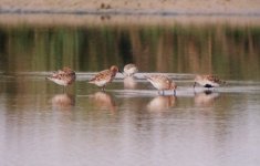 Parco Naturale di Migliarino - San Rossore - Massaciuccoli