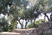 Foto olivi