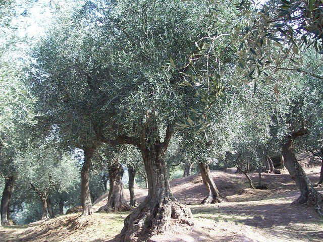 Olivi